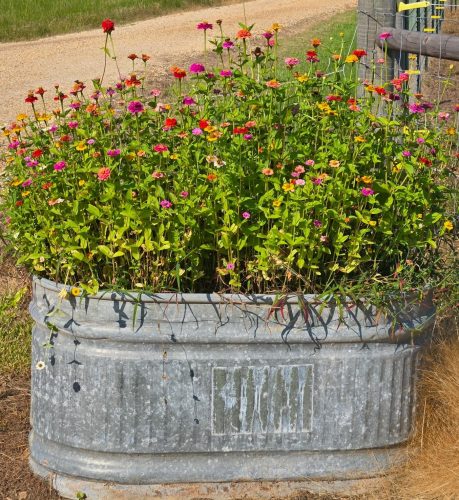 Giant Dahlia Flowered Mix - Zinnia Seed photo review