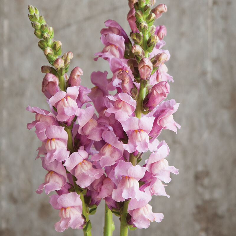 Potomac Lavender (F1) Snapdragon Seed