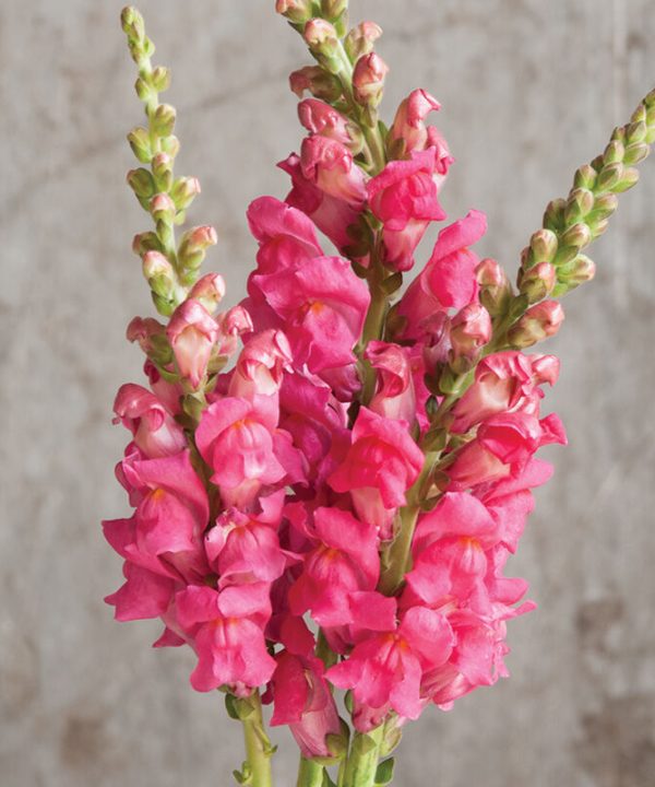 Potomac Cherry Rose (F1) Snapdragon Seed