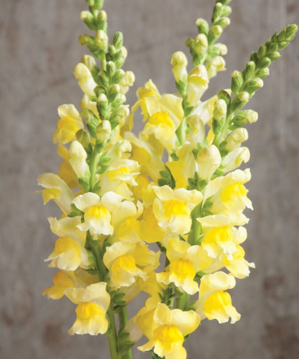 Potomac Yellow (F1) Snapdragon Seed