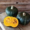 Mambo - Organic (F1) Kabocha Squash Seed