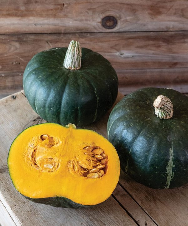 Mambo - Organic (F1) Kabocha Squash Seed