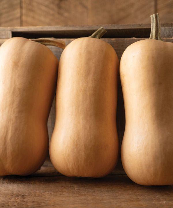 Block Party - Organic (F1) Butternut Squash Seed