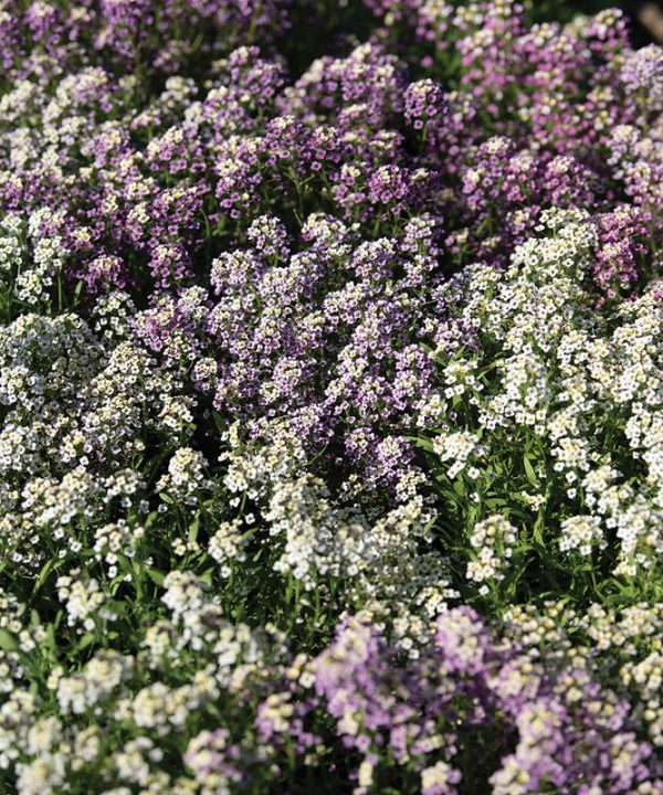 Wandering Mixture - Alyssum Seed