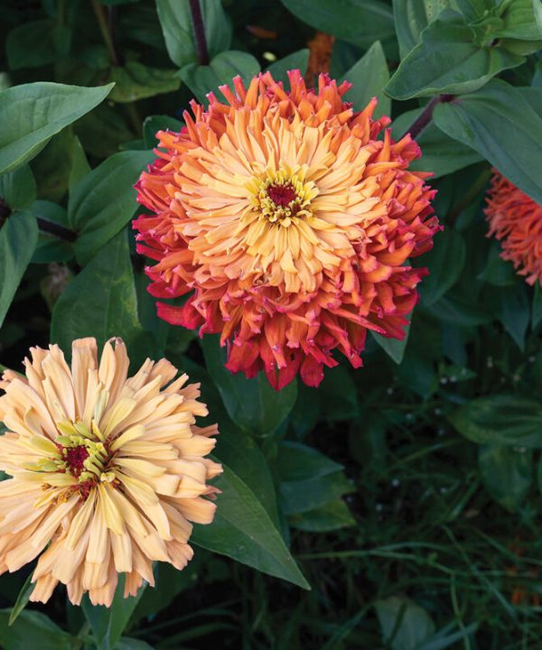 Agave - Zinnia Seed