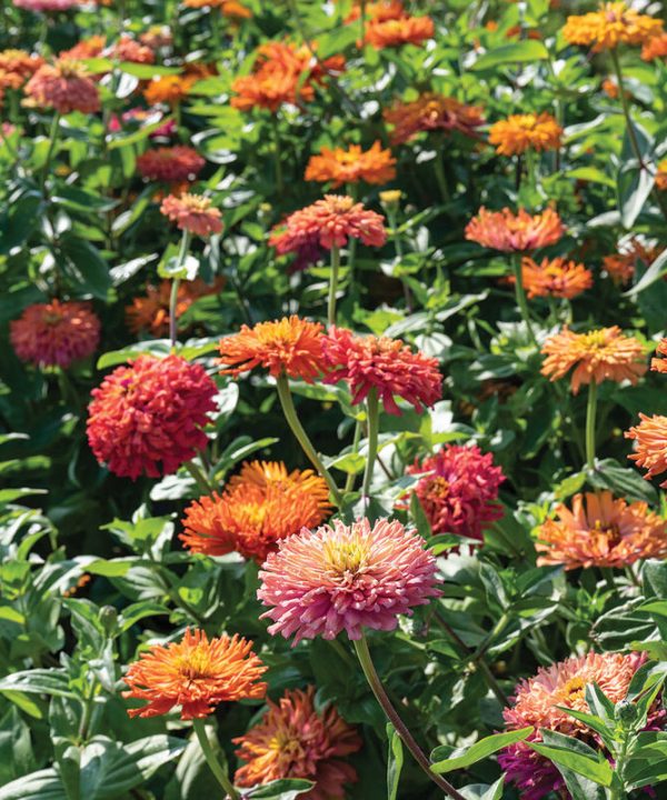 Agave - Zinnia Seed