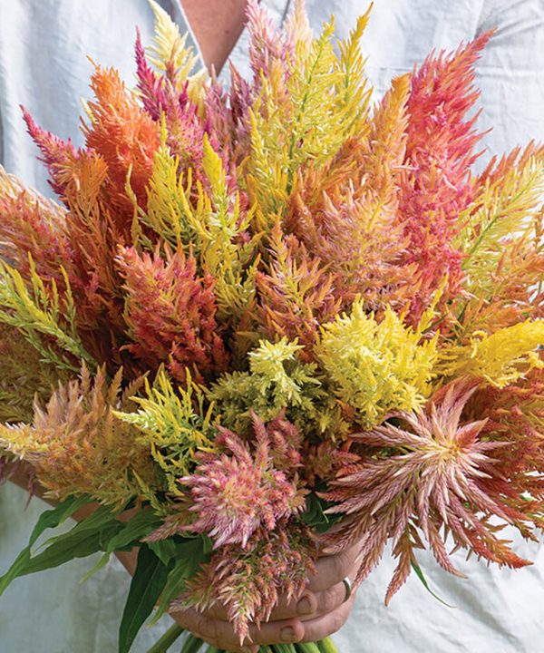 Shimmer - Organic Celosia Seed