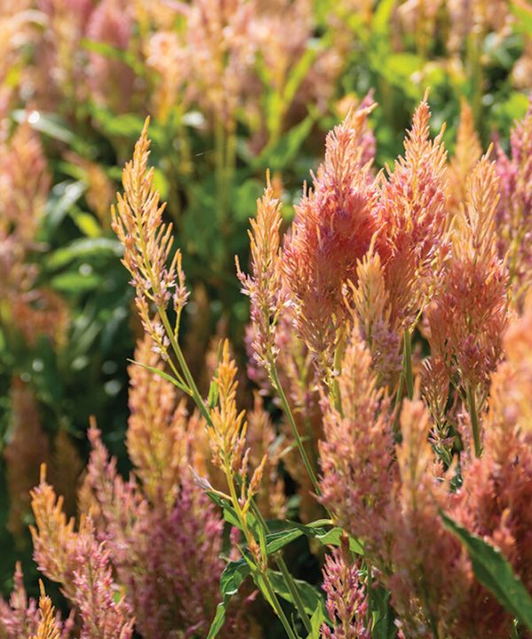 Shimmer - Organic Celosia Seed