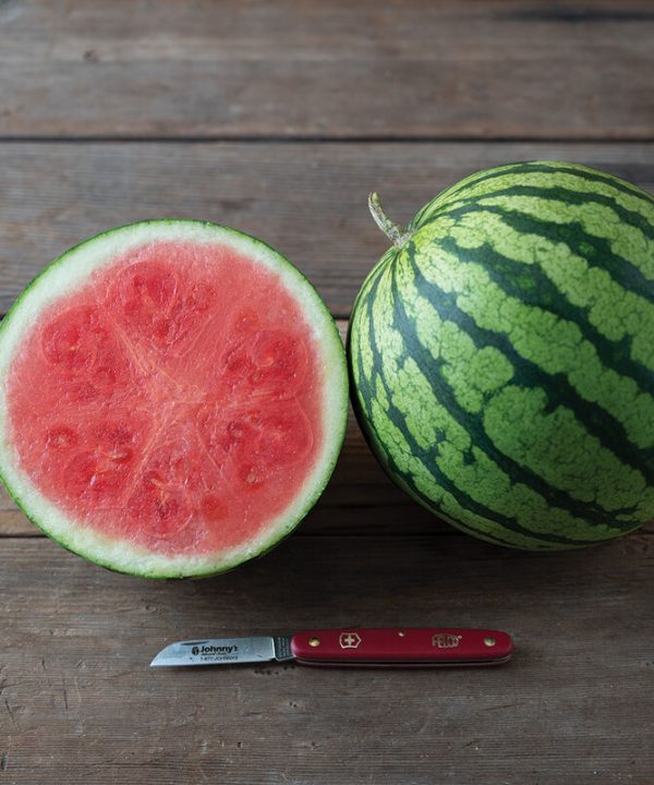 Onza - Seedless Watermelon Seed