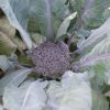 Purple Magic - (F1) Broccoli Seed