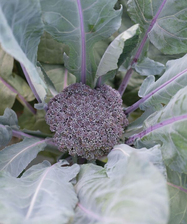 Purple Magic - (F1) Broccoli Seed