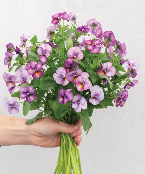 Floral Power Plum Antique - (F1) Viola Seed