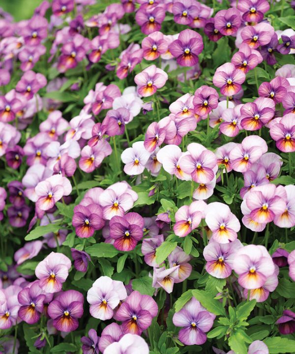 Floral Power Plum Antique - (F1) Viola Seed