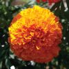 Coco Deep Orange - (F1) Marigold Seed