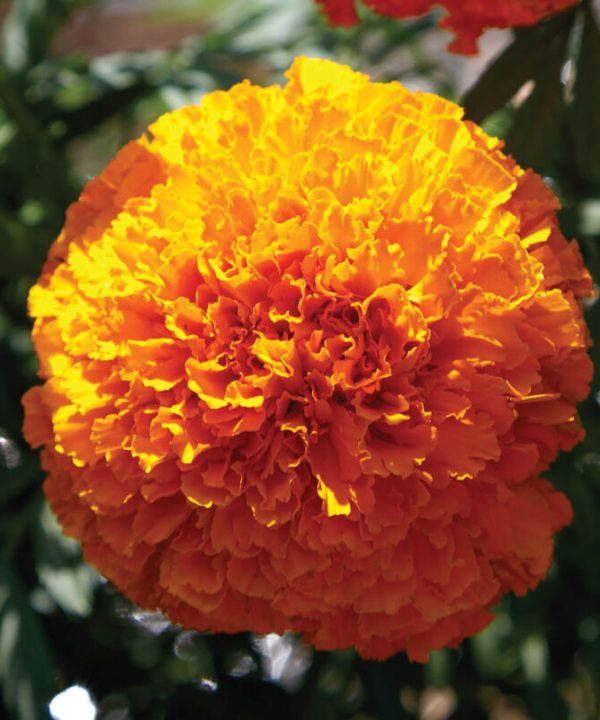 Coco Deep Orange - (F1) Marigold Seed