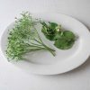 Parsley Pea - Pea Seed