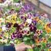 Rococo Frilled Mix - Viola Seed