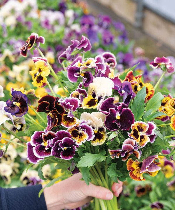 Rococo Frilled Mix - Viola Seed