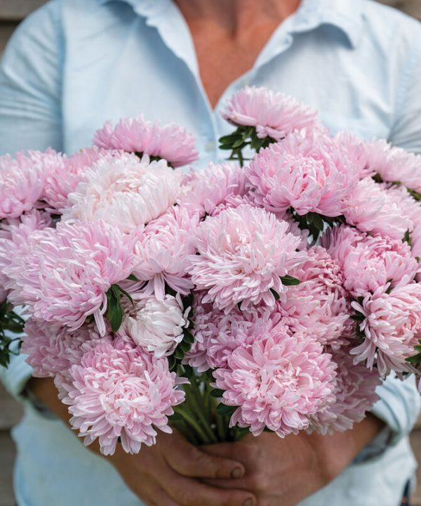 Soufflé Light Pink - China Aster Seed