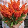 Sunday Bright Orange - Celosia Seed