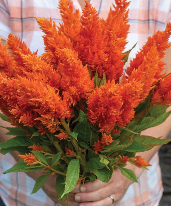 Sunday Bright Orange - Celosia Seed