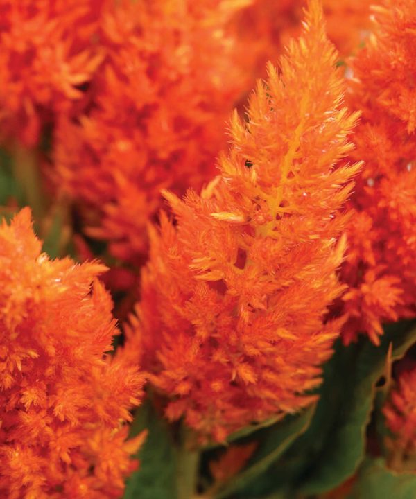 Sunday Bright Orange - Celosia Seed