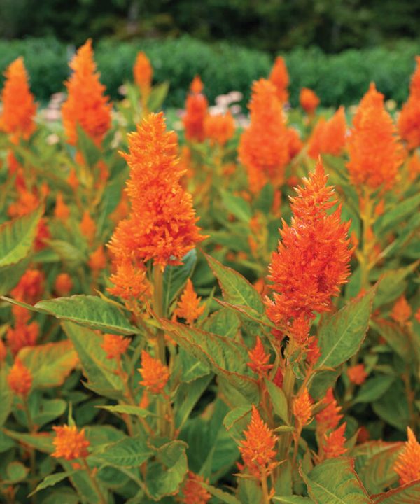 Sunday Bright Orange - Celosia Seed