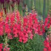 Maryland Flamingo I–II - (F1) Snapdragon Seed