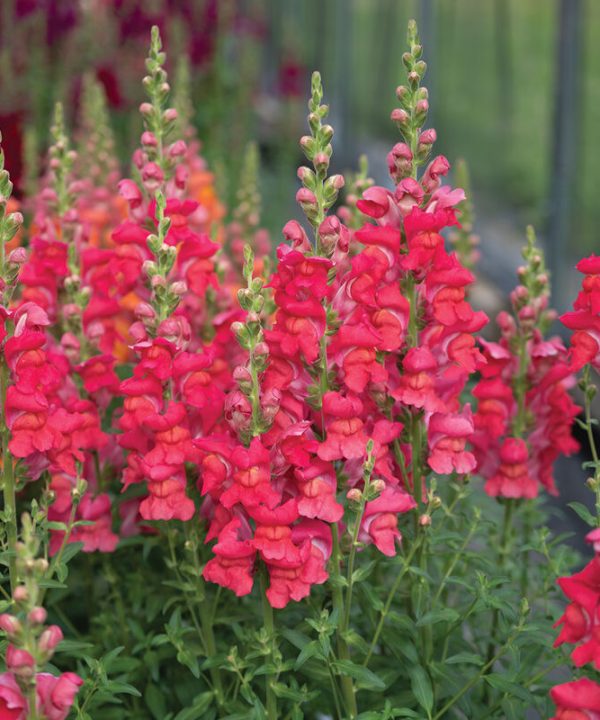 Maryland Flamingo I–II - (F1) Snapdragon Seed