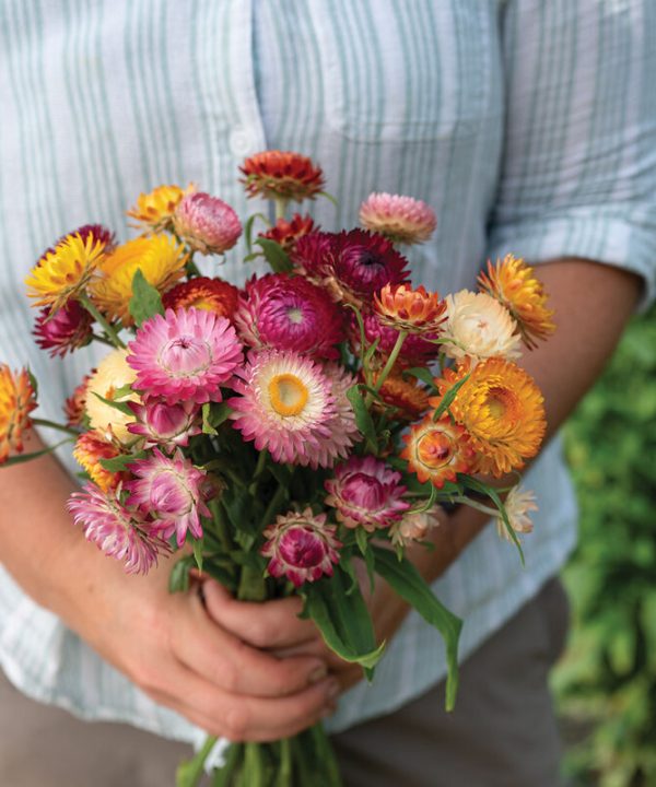 Choice Mix - Strawflower Seed