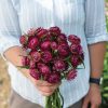 Cranberry Rose - Strawflower Seed