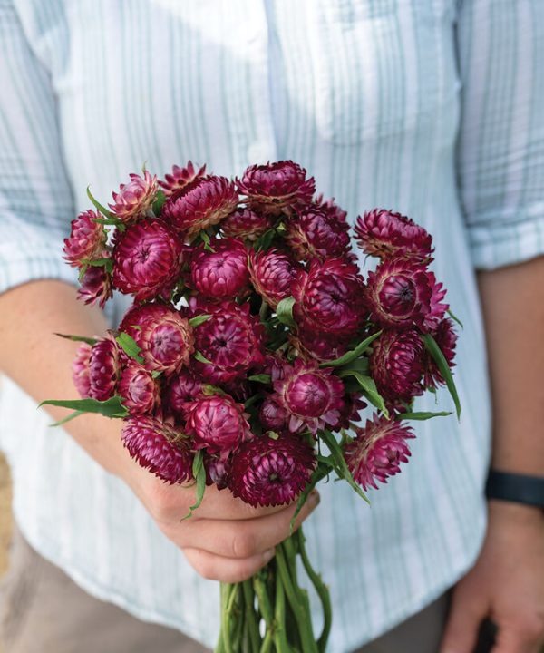 Cranberry Rose - Strawflower Seed