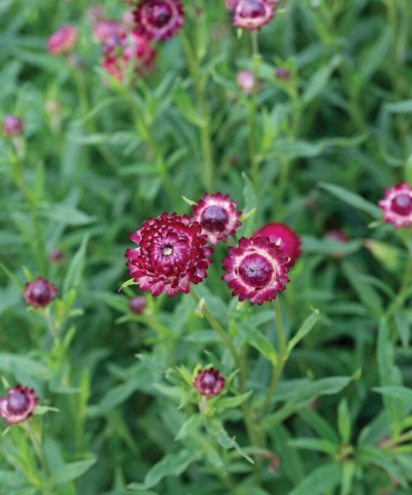 Cranberry Rose - Strawflower Seed