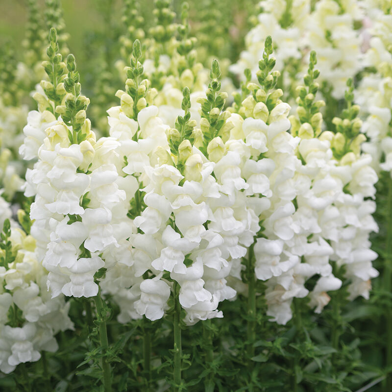 Avignon Ivory II - (F1) Snapdragon Seed