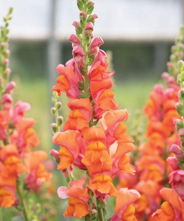 Avignon Deep Orange II - (F1) Snapdragon Seed