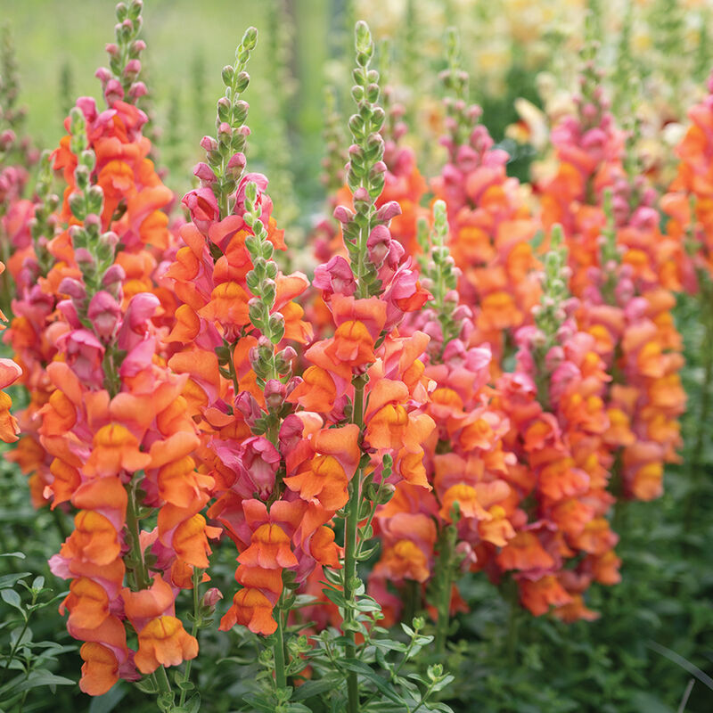 Avignon Deep Orange II - (F1) Snapdragon Seed