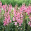 Cannes Pink II–III - (F1) Snapdragon Seed