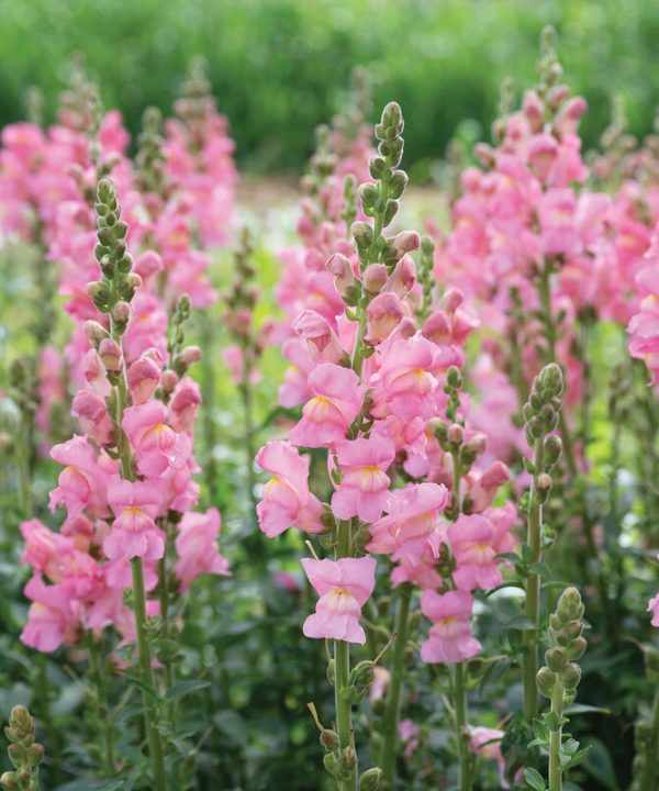 Cannes Pink II–III - (F1) Snapdragon Seed