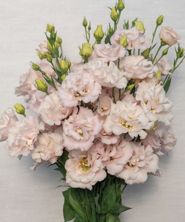 Corelli II Pink (F1) Lisianthus Seed