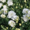 Corelli Sugoi III White (F1) Lisianthus Seed