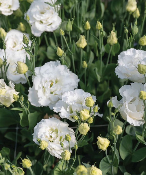 Corelli Sugoi III White (F1) Lisianthus Seed