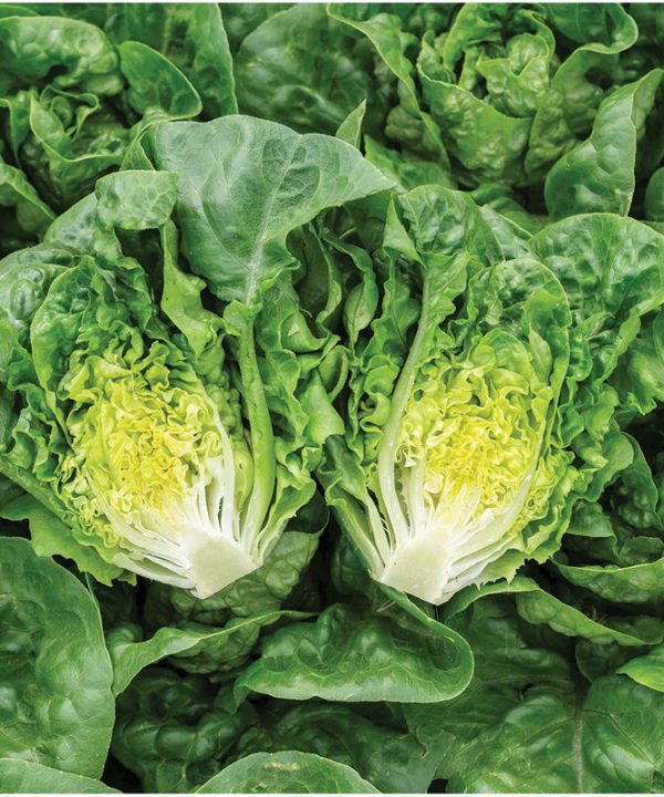 Gatsbi Lettuce Seed