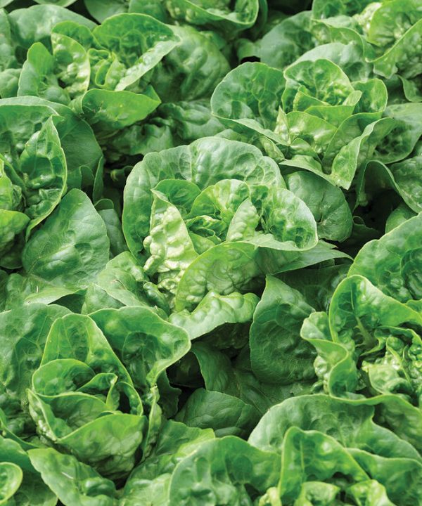 Gatsbi Lettuce Seed