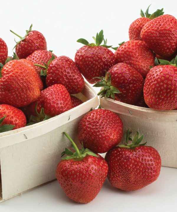 Yambu – Spring-Planted - Strawberry Seed