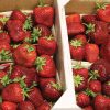 Malwina – Spring-Planted - Strawberry Seed