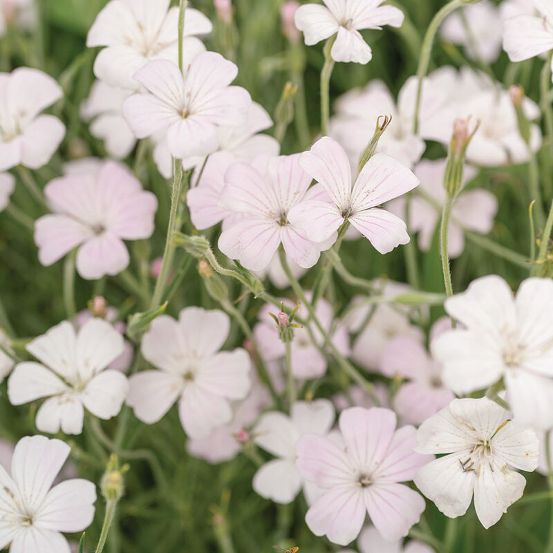 Blossom Pearl - Agrostemma Seed