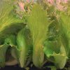 Danstar Lettuce Seed