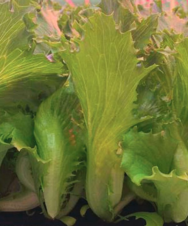 Danstar Lettuce Seed