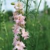 Pink Queen - Larkspur Seed