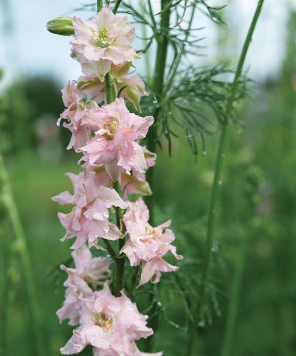 Pink Queen - Larkspur Seed